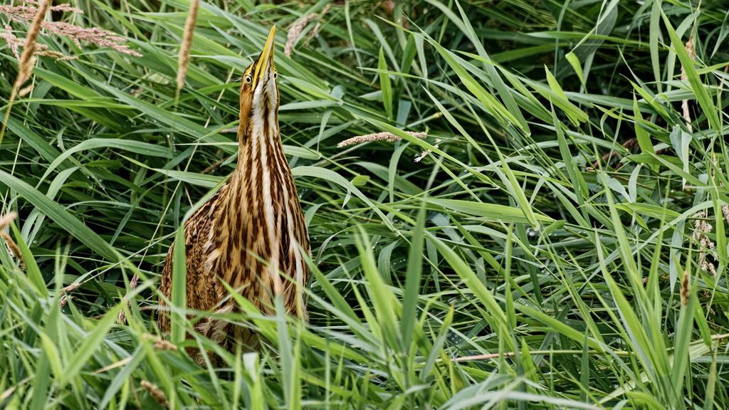 American Bittern photographed at Colony Farm Regional Park in Port Coquitlam by Kyle Bailey from City Sidewalk Marketing. CC BY-SA 4.0